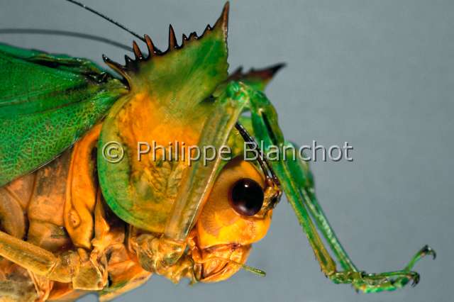 Steirodon sp.JPG - in "Portraits d'insectes" ed. SeuilSteirodon sp.SauterelleKatydidOrthopteraTettigoniidaeEquateur